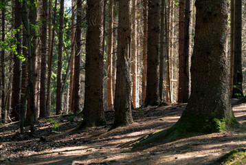 Dark forest. Pine forest. Wood background. Shadows and lights.