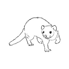 Drawing of ferret, vector illustration isolated on white. mink animal, vector sketch illustration