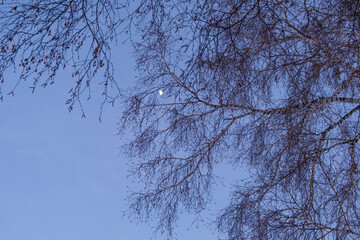 Night sky with moon. Tree branches against the background of the night sky with the moon.