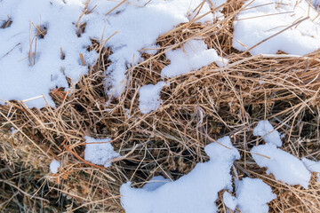 Hay covered in fresh snow. Snow has fallen. Dry grass covered in snow.