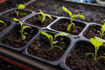 Vegetable seedlings in spring. Seedling of vegetables in the spring at home.