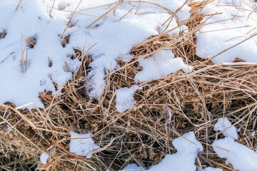 Hay covered in fresh snow. Dry grass covered in snow.Snow has fallen. 
