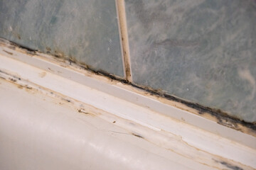 Mold on the wall in the bathroom. Humidity in the room.