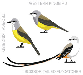 Cute Bird Kingbird Flycatcher Set Cartoon Vector
