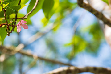 cherry blossoms and leaves on branch