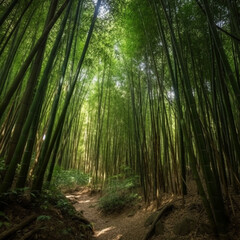 Thick Bamboo Forest