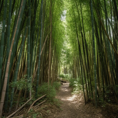 Thick Bamboo Forest