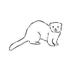 Drawing of ferret, vector illustration isolated on white. mink animal, vector sketch illustration