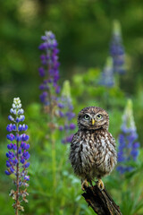 Owl in lupine. Little owl, Athene noctua, perched in blue-pod lupine flowers on forest meadow. Owl of Athena in natural habitat. Beautiful bird with yellow eyes. Wild spring nature. Wildlife.