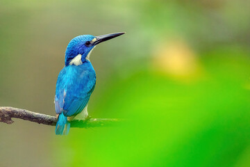 kingfisher on the branch