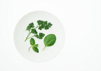 　ハーブ　白バック