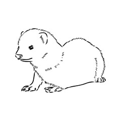 Drawing of ferret, vector illustration isolated on white. mink animal, vector sketch illustration