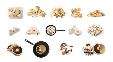 Mushroom Mix Set Isolated, Oyster Mushrooms, Champignons, Portobello on White Background