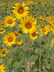Small sunflowers in the field in the sun, in the summer