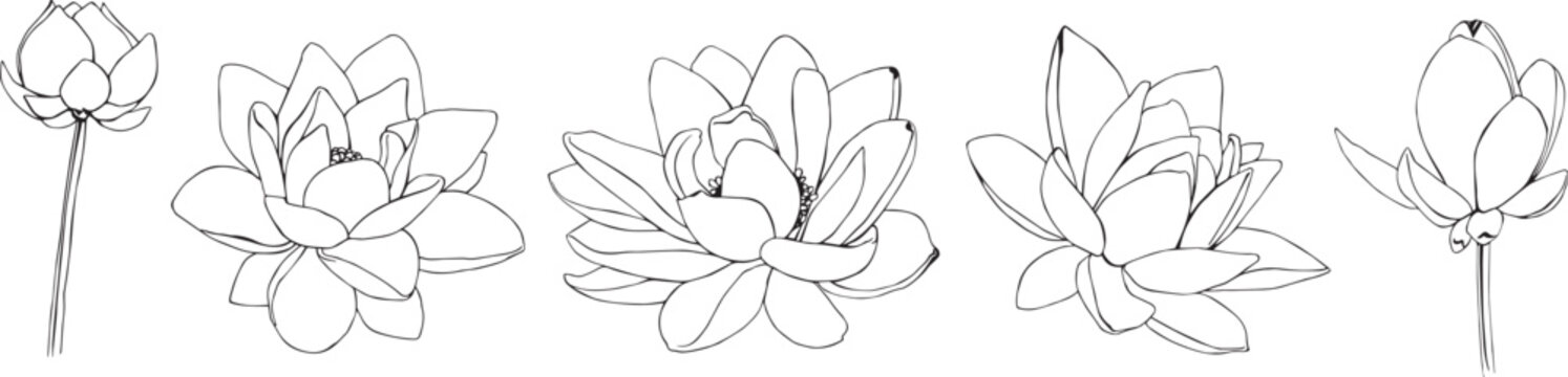 Set Lotus flowers drawn by graphics in vector. For interior print decoration, postcard, fabric, sketchbook cover.