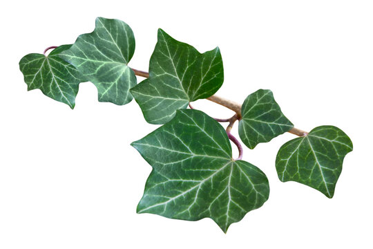 Ivy leaves isolated on white background