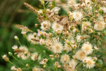 Bunch of fluffy thistle flowers in august field