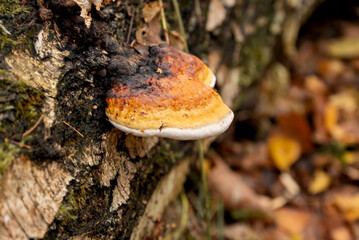 Chaga mushroom or birch fungus growing on bark of birch tree trunk