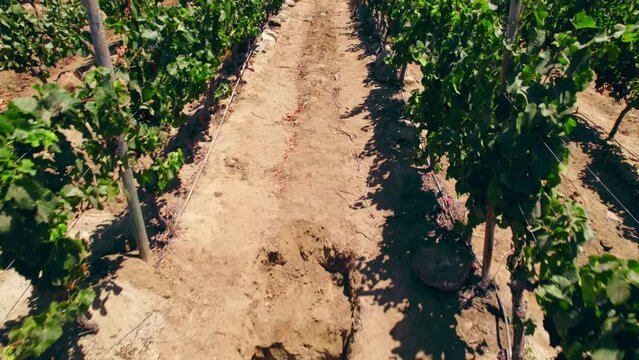 Flyover of a giant calicata between vines in trellis formation, calcareous calicata of Fray Jorge, Limar&iacute; Valley, Chile.
