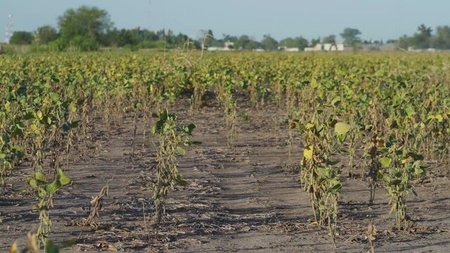 Wide, ground level view of a soybean field damaged by drought.
