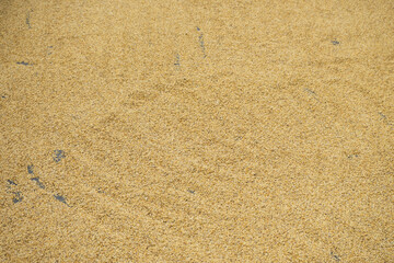 close up piles of rice dried in the sun. Pattern and background. 
