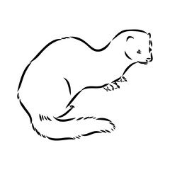 Drawing of ferret, vector illustration isolated on white. mink animal, vector sketch illustration