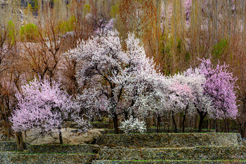 landscape with pink spring trees and blossom flowers and colorful fore ground and snow mountains in...