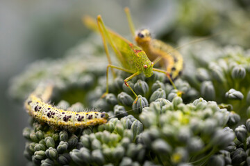 Caterpillars and grasshopper on lettuce