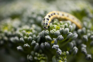 Caterpillar on broccoli