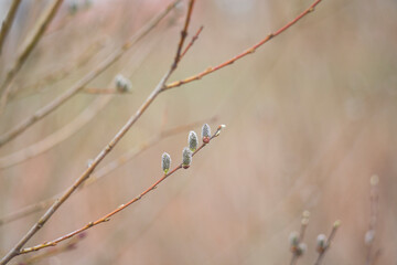 Iwa willow and its blooming catkins.