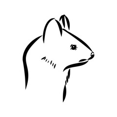 Drawing of ferret, vector illustration isolated on white. mink animal, vector sketch illustration