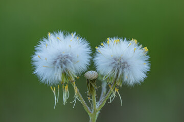 dandelion flower