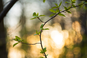 Blooming plants in the forest.
