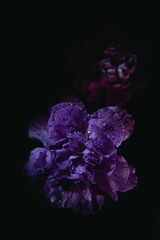 Purple carnation on the black background. Botanical background with carnations.