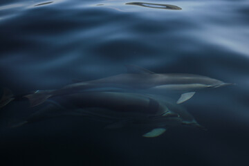 Obraz premium Dolphin under water