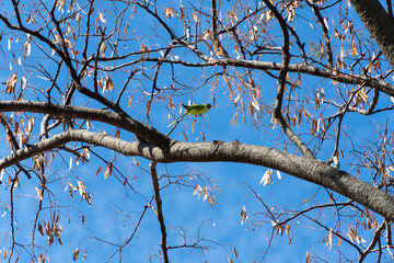 Green colored beautiful parrot sitting on a branch of a dried tree and try to eat dried leaves of tree. Brown colored leaves with a background of dark blue sky creates a beautiful landscape.