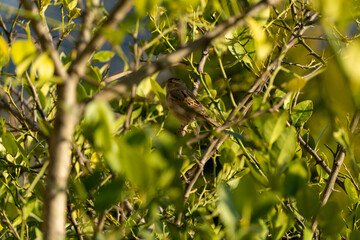 Beautiful brown colored indian sparrow bird is sitting and staring at something. Green and yellow bokeh tree leaves background on a bright sunny day. Staring sparrow at a bird watching site in shimla.