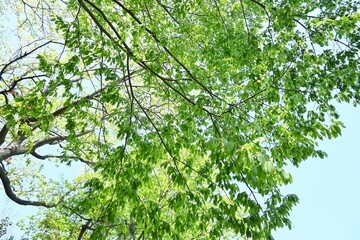 Obraz premium Chonowski's hornbeam ( Carpinus tschonoskii ) Fresh green. Betulaceae deciduous tree. Native to Japan, this tree grows wild in mountainous areas and is also used as a Bonsai.