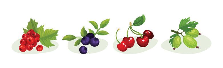 Ripe and Juicy Berries with Green Leaves Vector Set © Happypictures