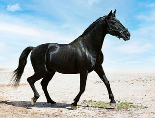 Fototapeta na wymiar black stallion in nature