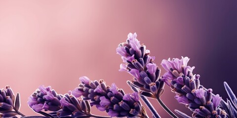 Fragrant Summer lavender background with lots of copy space, generative ai