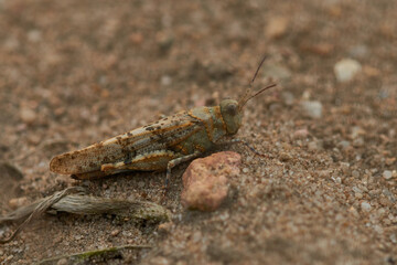 Blauflügelige Ödlandschrecke (Oedipoda caerulescens)