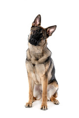 Fototapeta premium young german shepherd