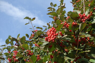 Sky and red berries in the leafage of Sorbus aria in October