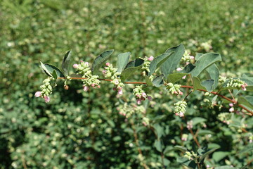 Tiny pink flowers of Symphoricarpos albus in July