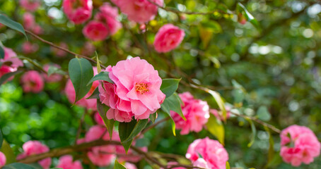 Japanese Camellia flowers, Camelia Japonica in the springtime garden with nice bokeh background