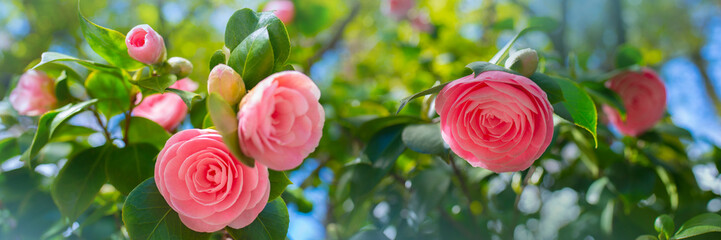 Japanese Camellia flowers, Camelia Japonica in the springtime garden with nice bokeh background