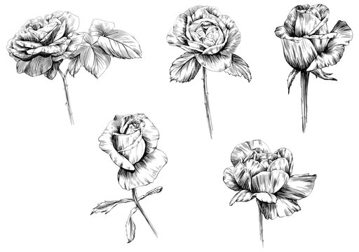 Rose flowers isolated on white. Hand drawn vintage illustration.
