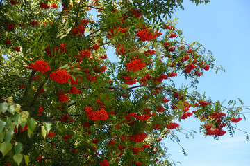 Light blue sky and branches of European rowan with orange berries in August