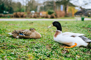 Wild ducks near the lake in the park.